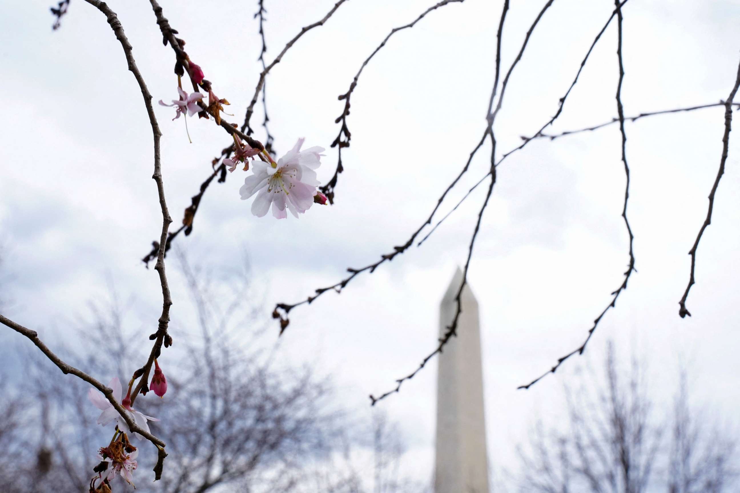PHOTO: The Washington Monument is seen through cherry blossoms on the National Mall in Washington, Feb. 21, 2023.