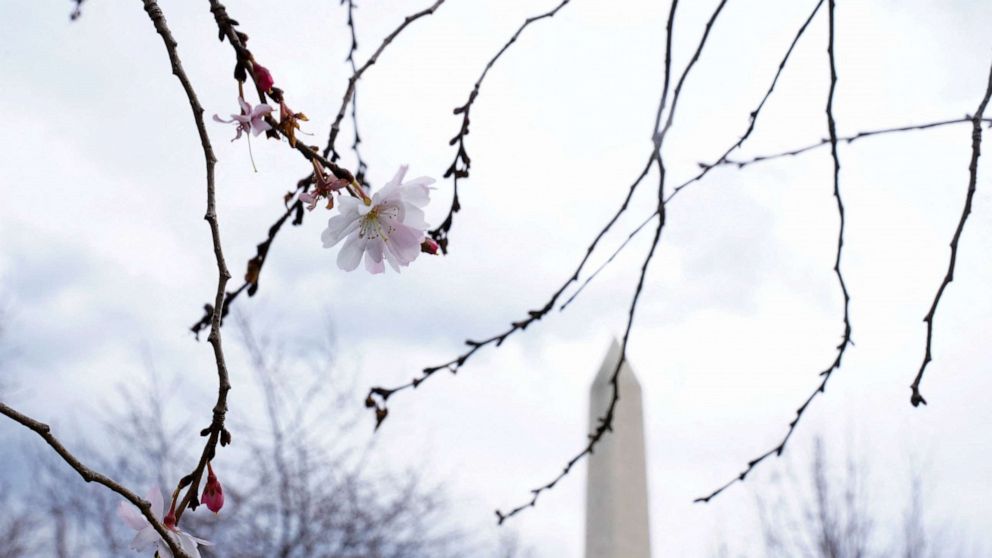 Spring Blooms at the National Cherry Blossom Festival – The