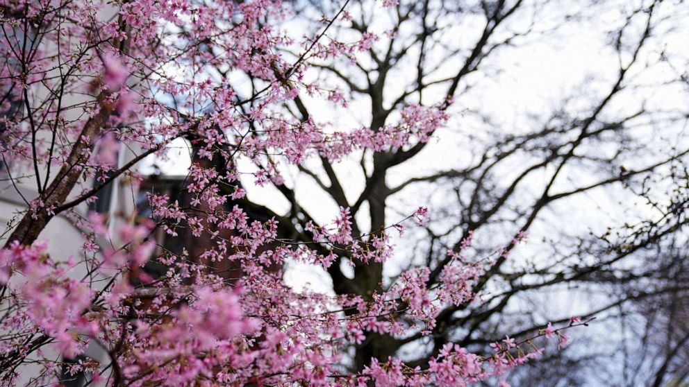 Cherry Blossom Festival (U.S. National Park Service)