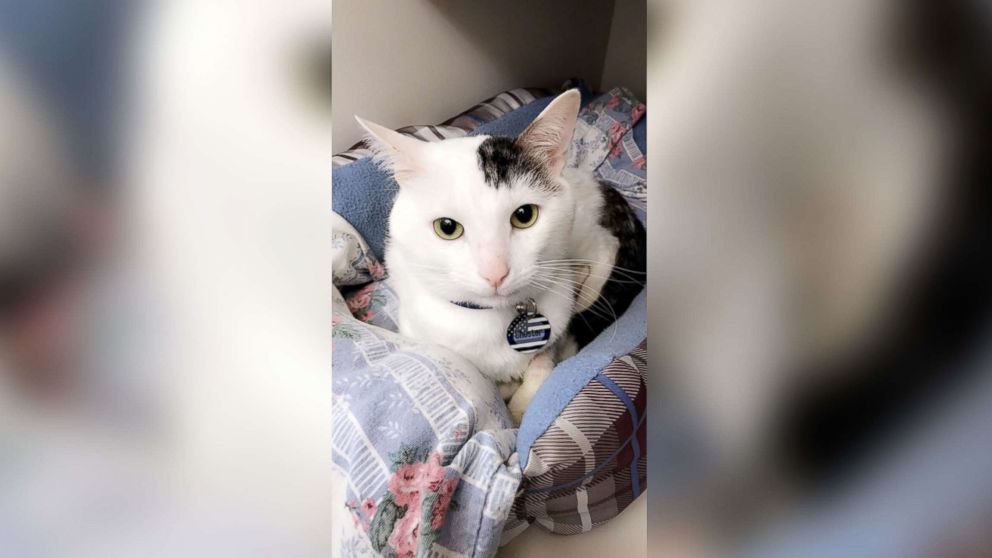 A cat named Chester is pictured in this undated photo. Chester has made a full recovery and is being cared for in a loving home, after being tortured and abandoned in a garbage can in Staten Island, N.Y.