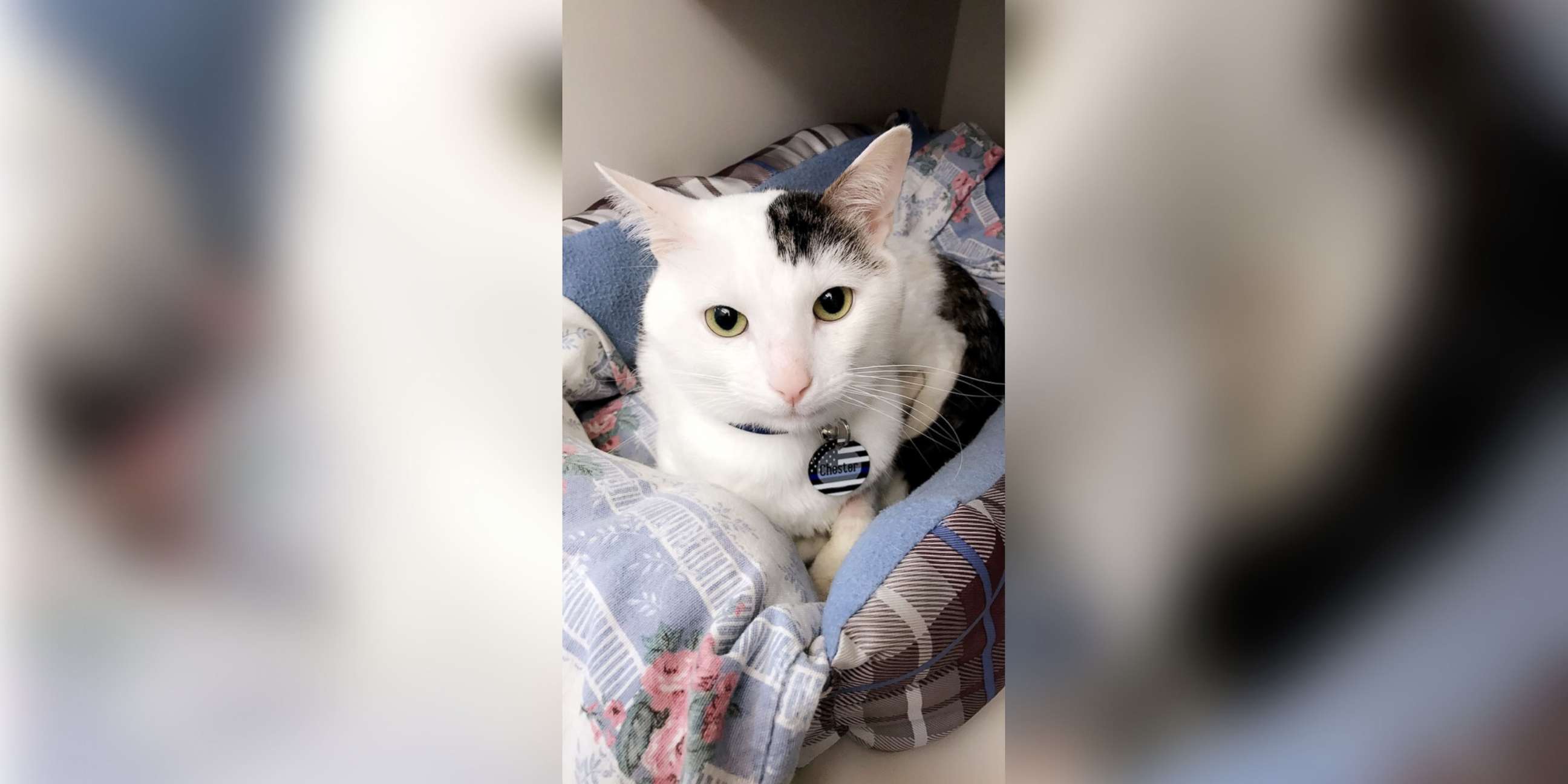 PHOTO: A cat named Chester is pictured in this undated photo. Chester has made a full recovery and is being cared for in a loving home, after being tortured and abandoned in a garbage can in Staten Island, N.Y.
