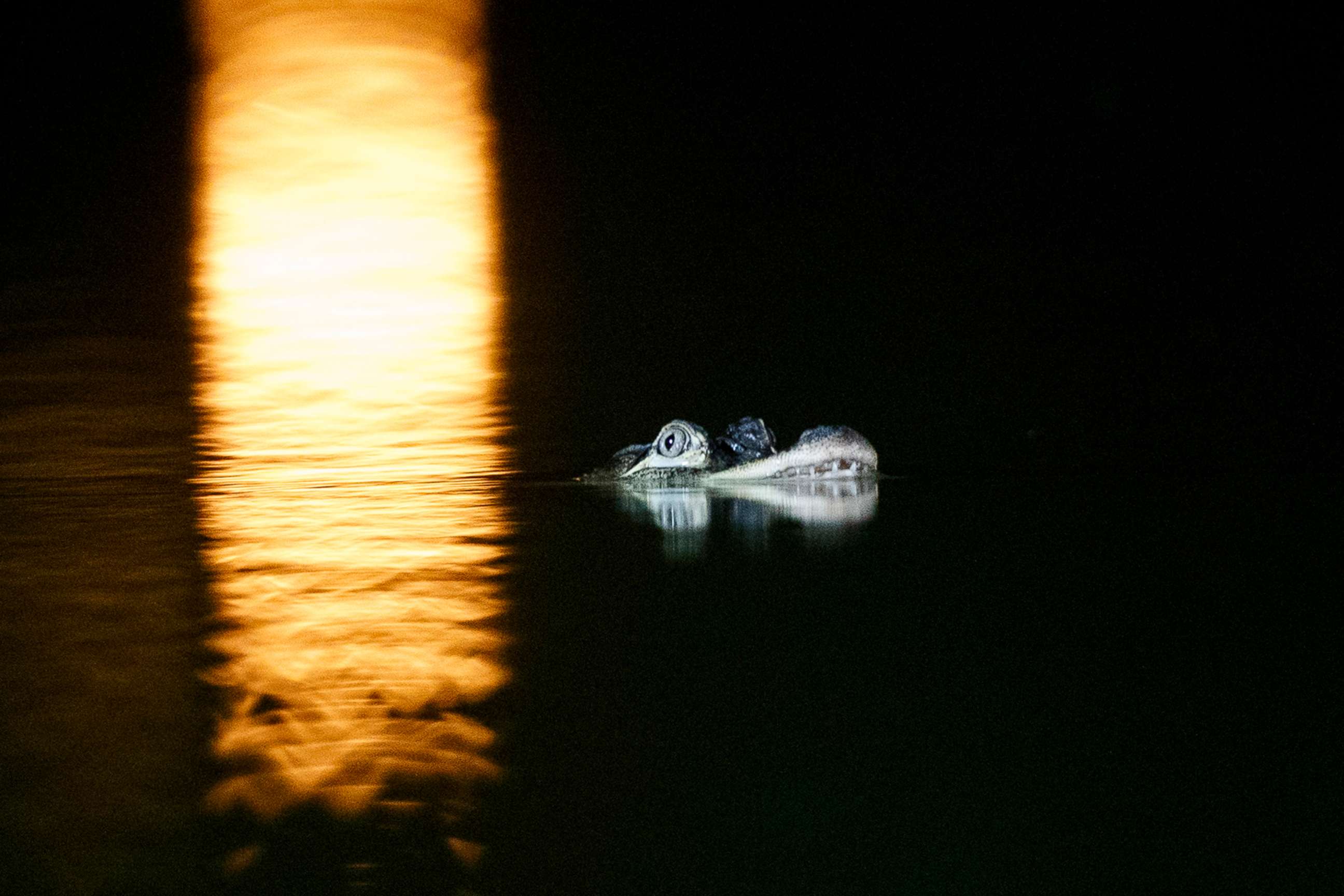 PHOTO: An alligator floats in the Humboldt Park Lagoon on July 9, 2019, in Chicago.