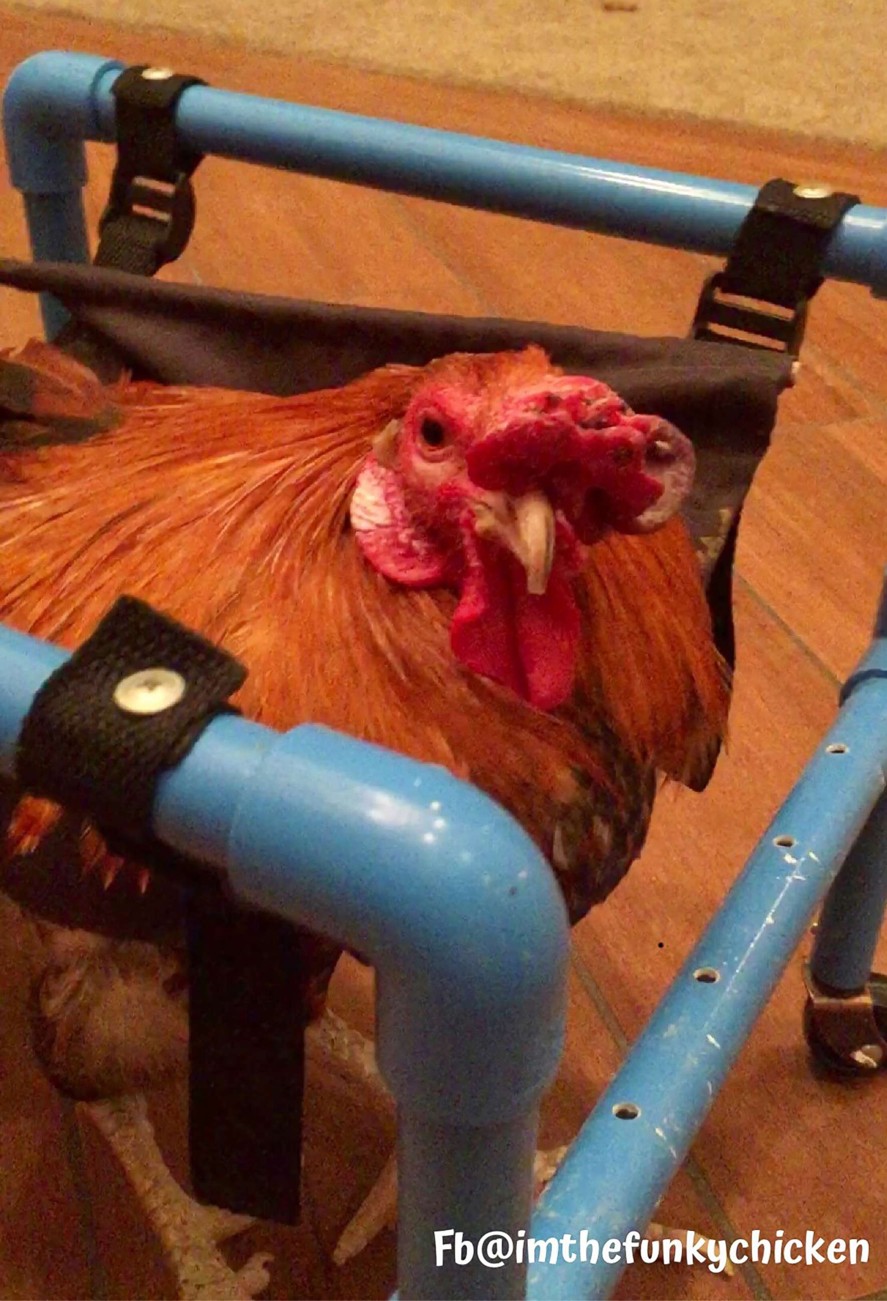 PHOTO: Roo was injured in a fight with a rooster, leaving him to recover in a therapy wheelchair.