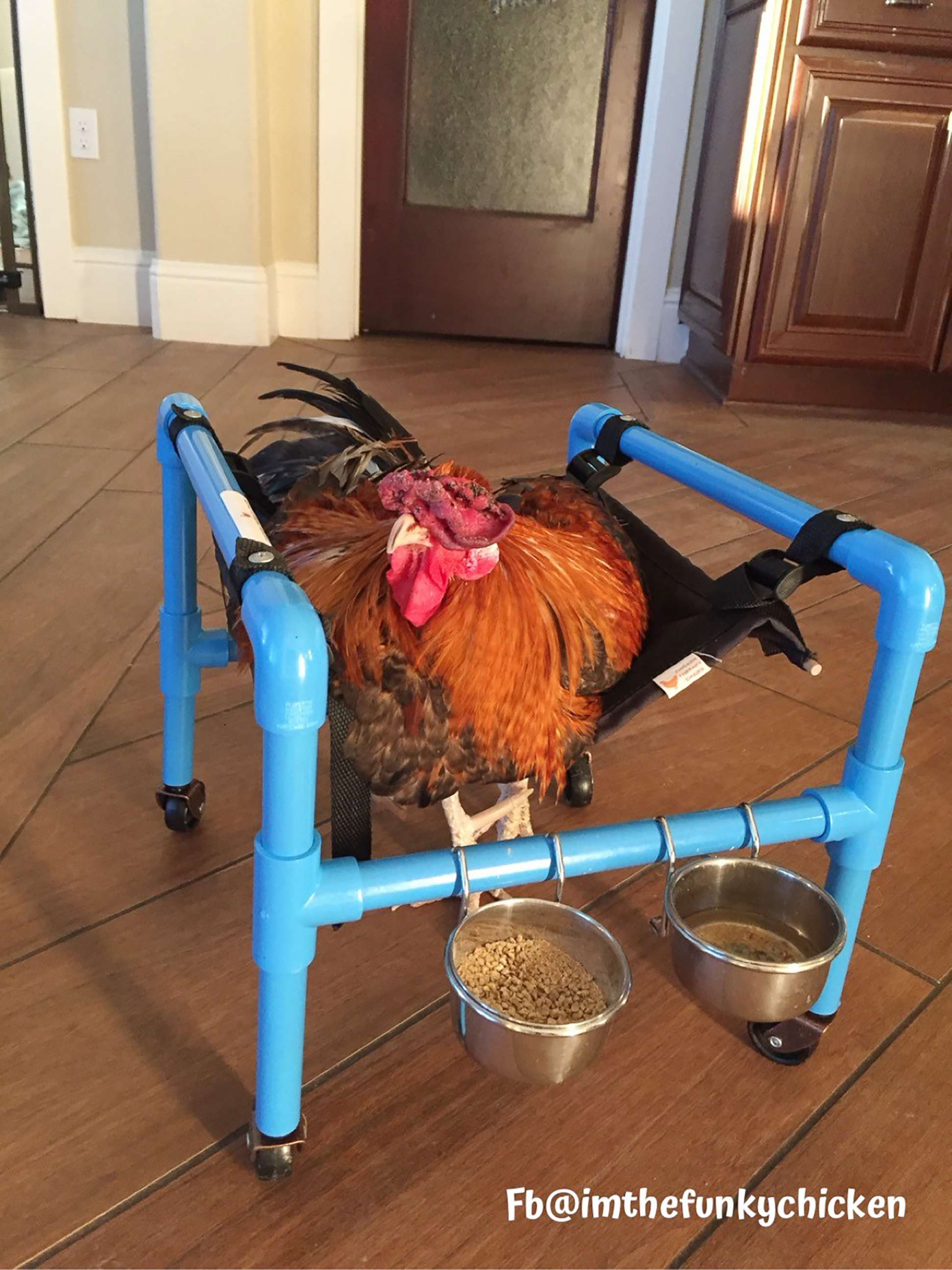 PHOTO: Roo sits up straight to eat in his therapy wheelchair in this an undated photo.