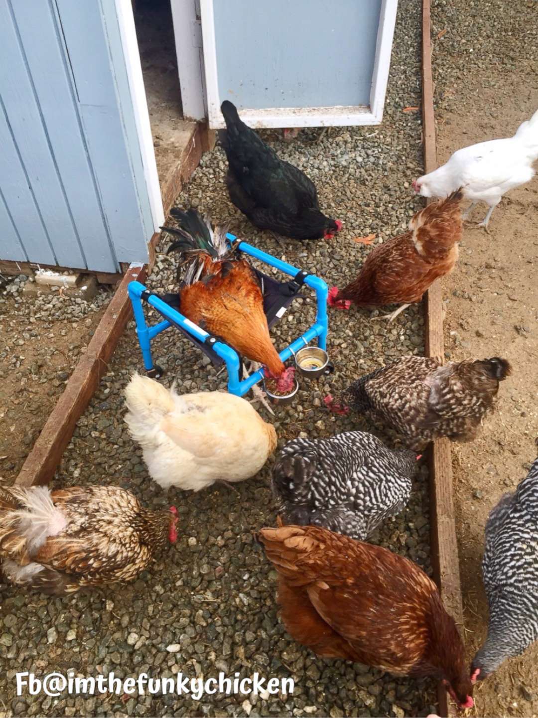 PHOTO: Roo is surrounded by his fellow adopted chickens on the Smith's ranch as he works to regain his walking ability in his therapy wheelchair in this undated photo. 