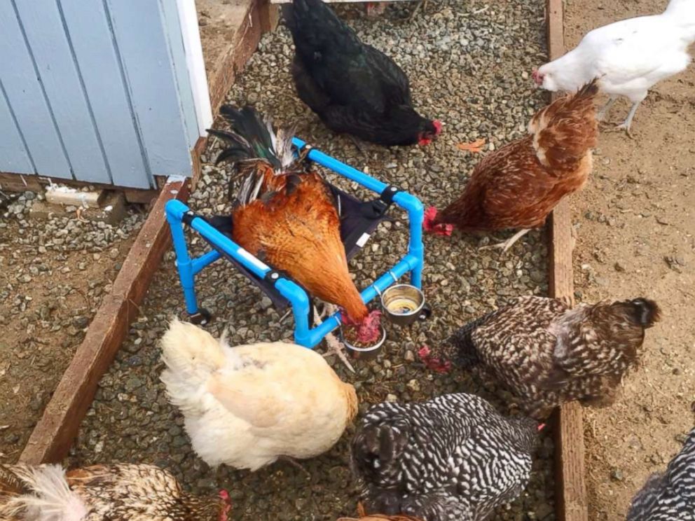 Plucky Rescue Chicken Learns To Walk Again With Special Wheelchair