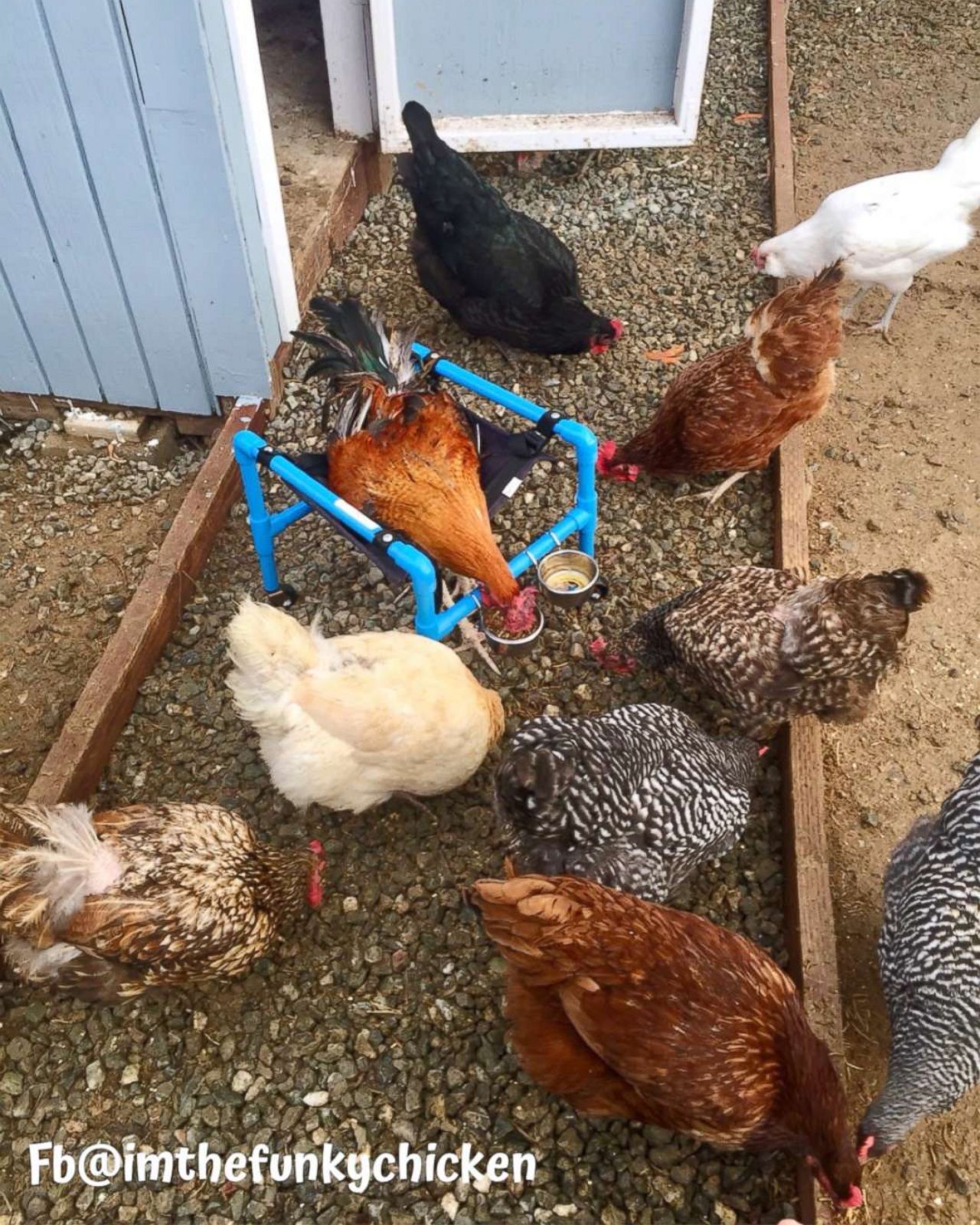 Plucky Rescue Chicken Learns To Walk Again With Special Wheelchair