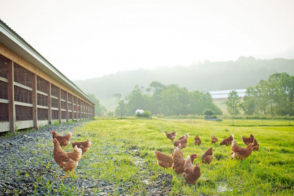 PHOTO: Hens of Pete and Gerry's roam the grounds of one of the family farms.