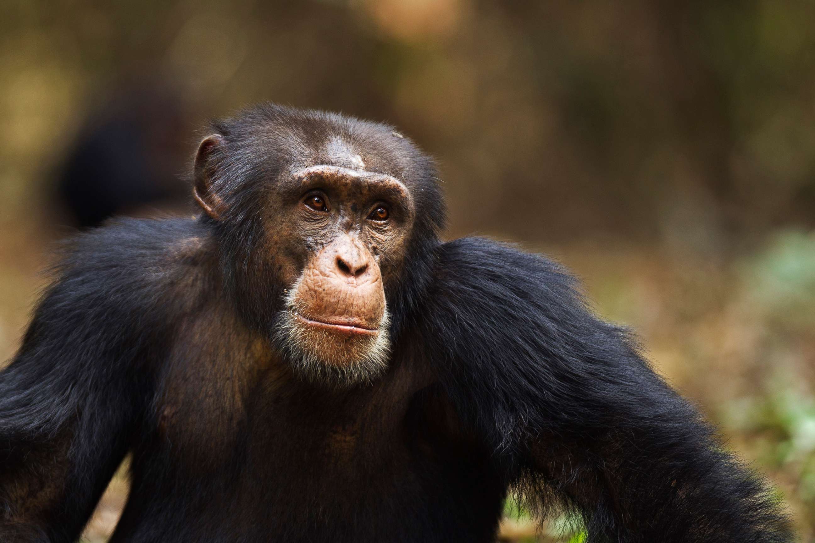 PHOTO: STOCK PHOTO of Western chimpanzee.