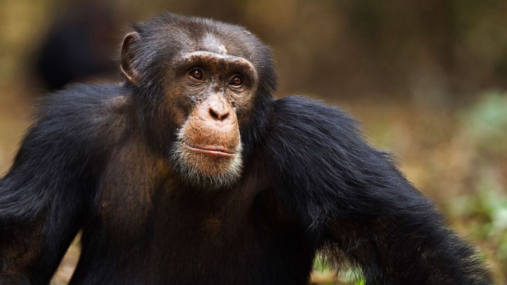 PHOTO: STOCK PHOTO of Western chimpanzee.
