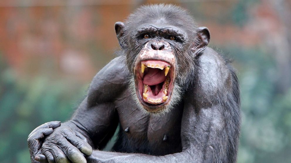 PHOTO: A chimpanzee smiles in this stock photo.
