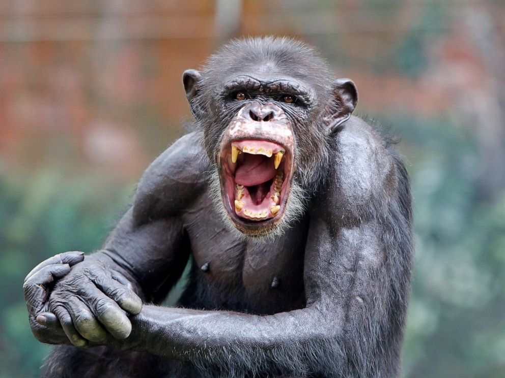 chimpanzee photo