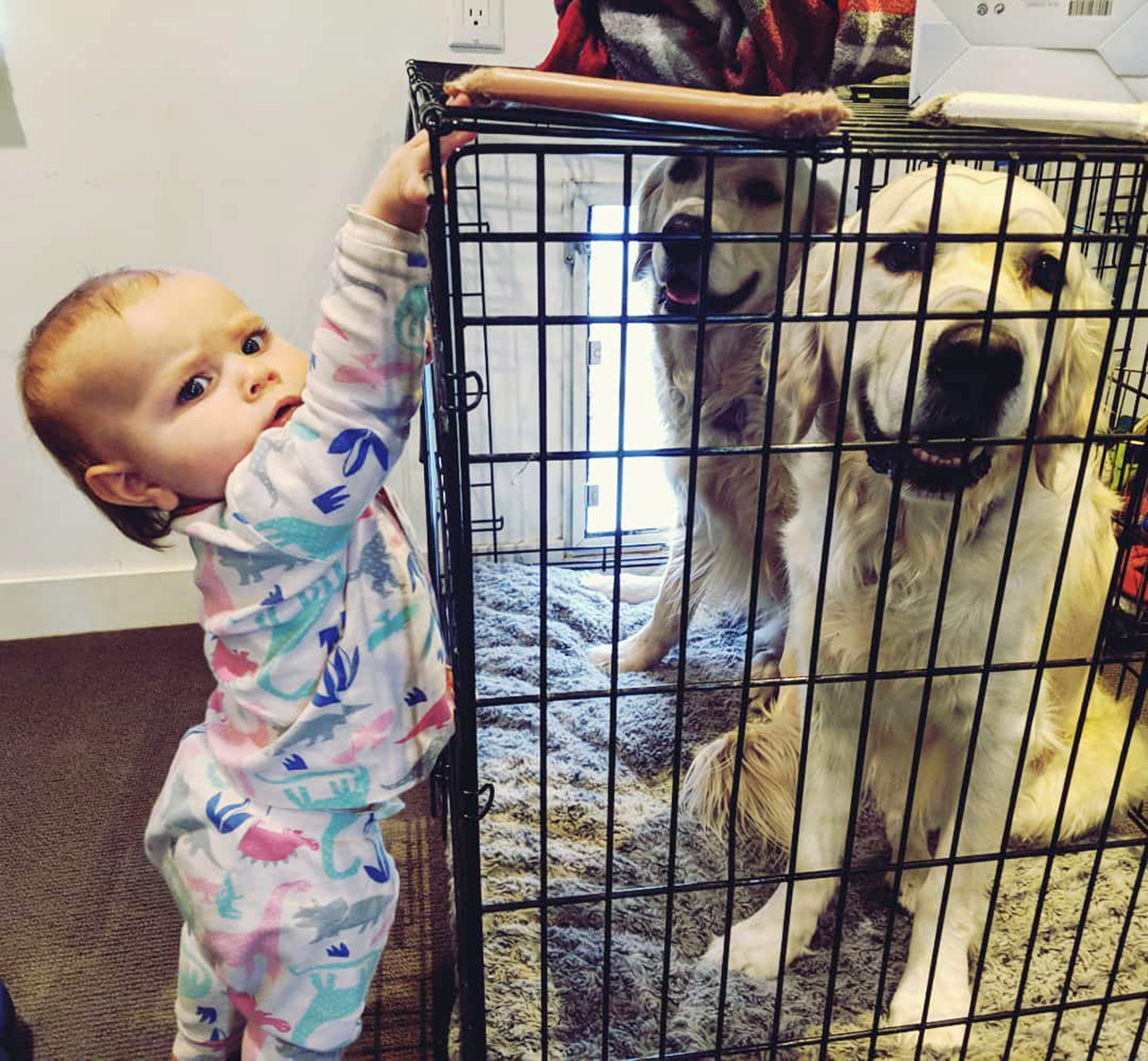 PHOTO: Chloe Cardinal, 15 months, tries to help Colby and Bleu break out out of their cage.
