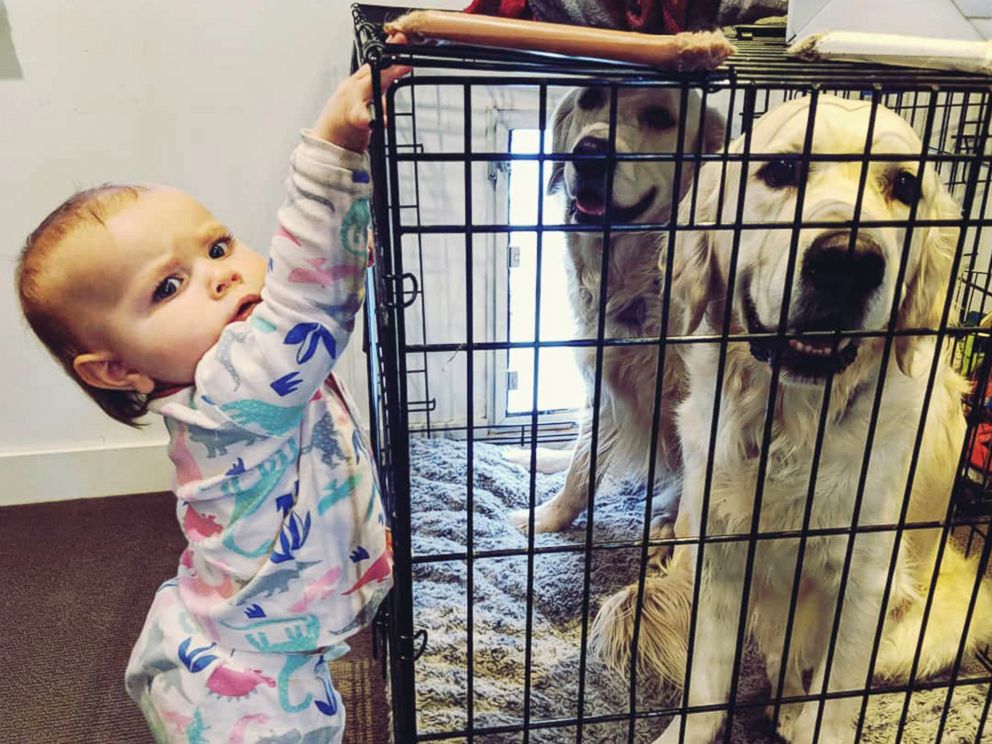 PHOTO: Chloe Cardinal, 15 months, tries to help Colby and Bleu break out out of their cage.