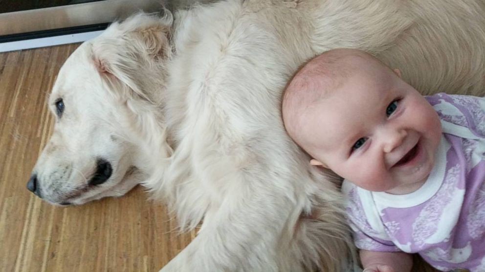 VIDEO: Baby camera reveals Golden Retrievers to be toddler's accomplice in late night escape