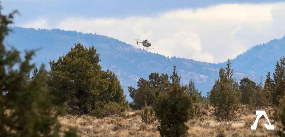 PHOTO: A helicopter contracted by the U.S. Forest Service is seen flying while rounding up wild horses from the Modac National Forest on Wednesday.