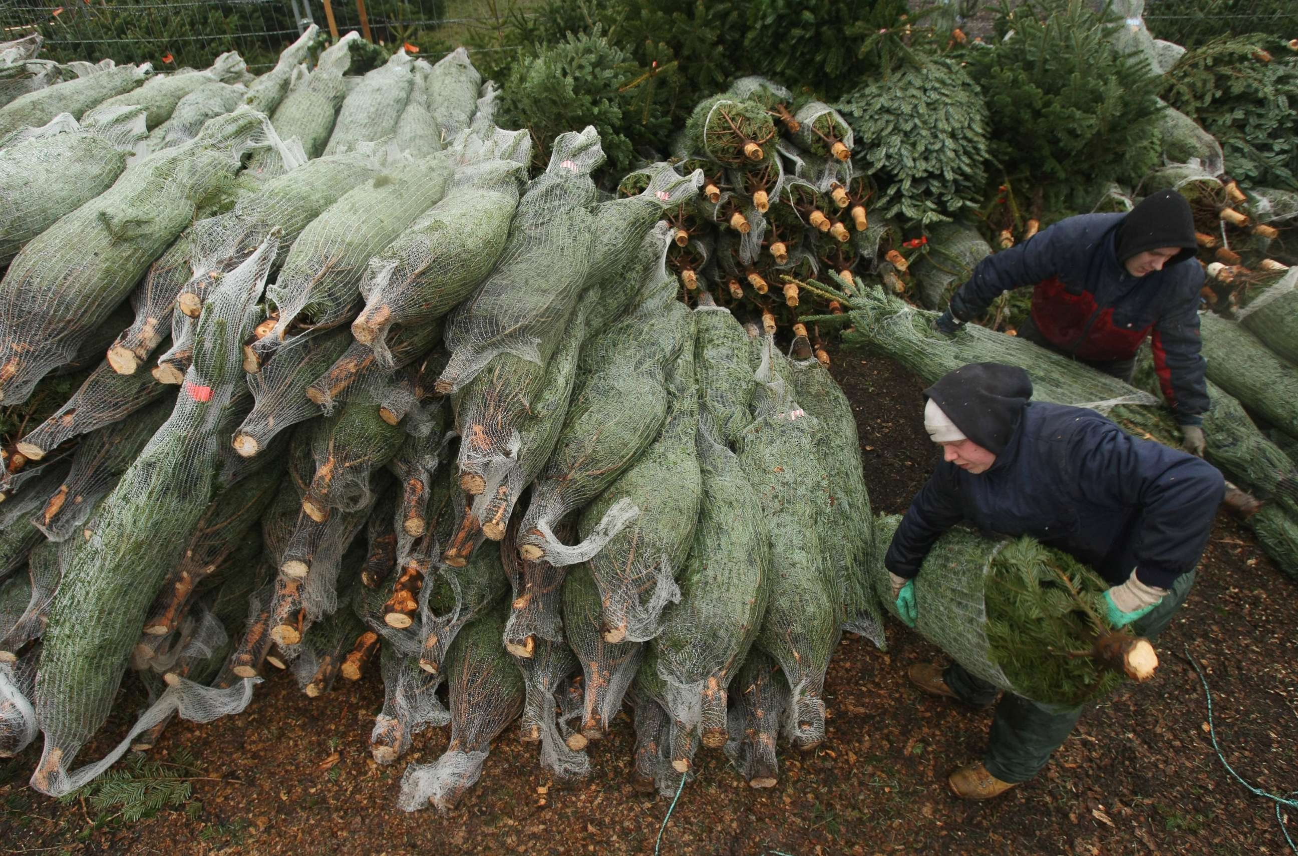 PHOTO: Workers at an outdoor Christmas tree market prepare Christmas trees for sale.