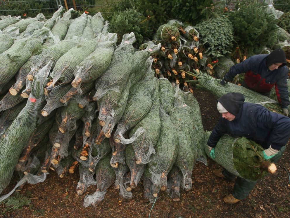 PHOTO: Workers at an outdoor Christmas tree market prepare Christmas trees for sale.