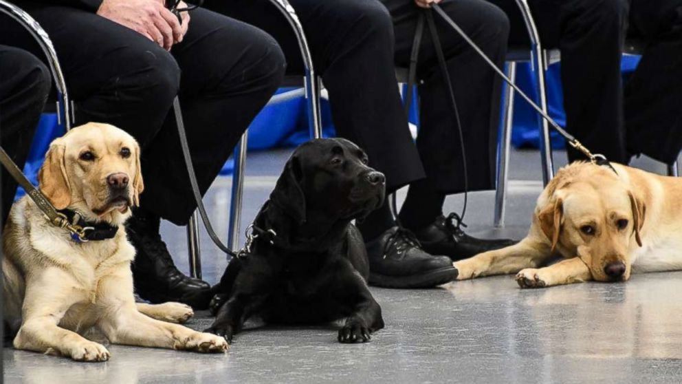 PHOTO: Dogs Freya, Indigo, and Heide graduated from the CIA Fall 2017 "Puppy Class", Dec. 8, 2017.