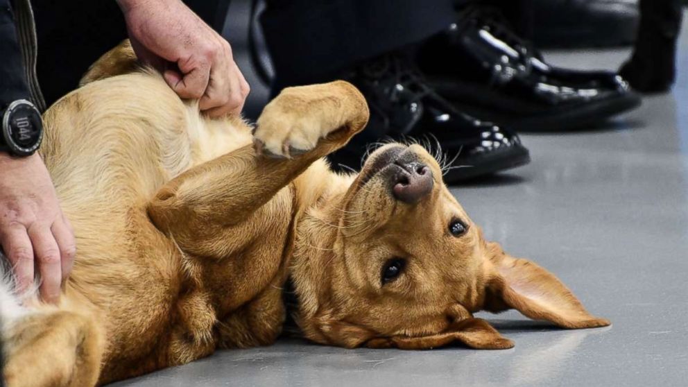 Dog Nicole gets her belly rubbed from handlers and trainers during the CIA Fall 2017 "Puppy Class" graduation.