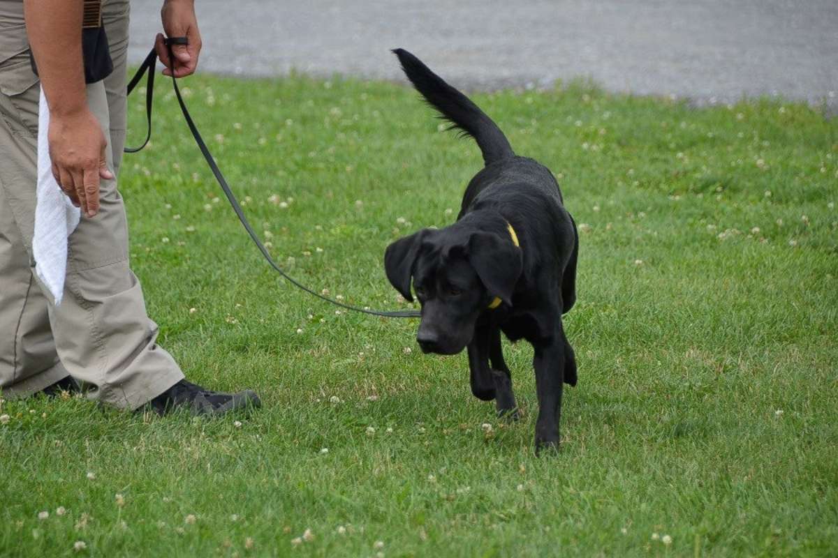 PHOTO: Dog Suni runs through the grass during the CIA Fall 2017 "Puppy Class" initial evaluations.