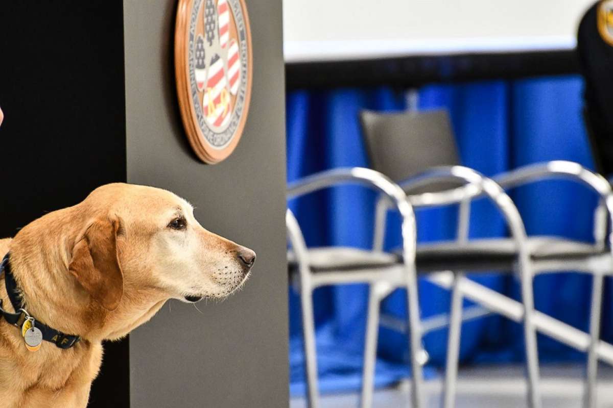 PHOTO: Dog Osmond retired from service in the CIA during the Fall 2017 "Puppy Class" graduation.