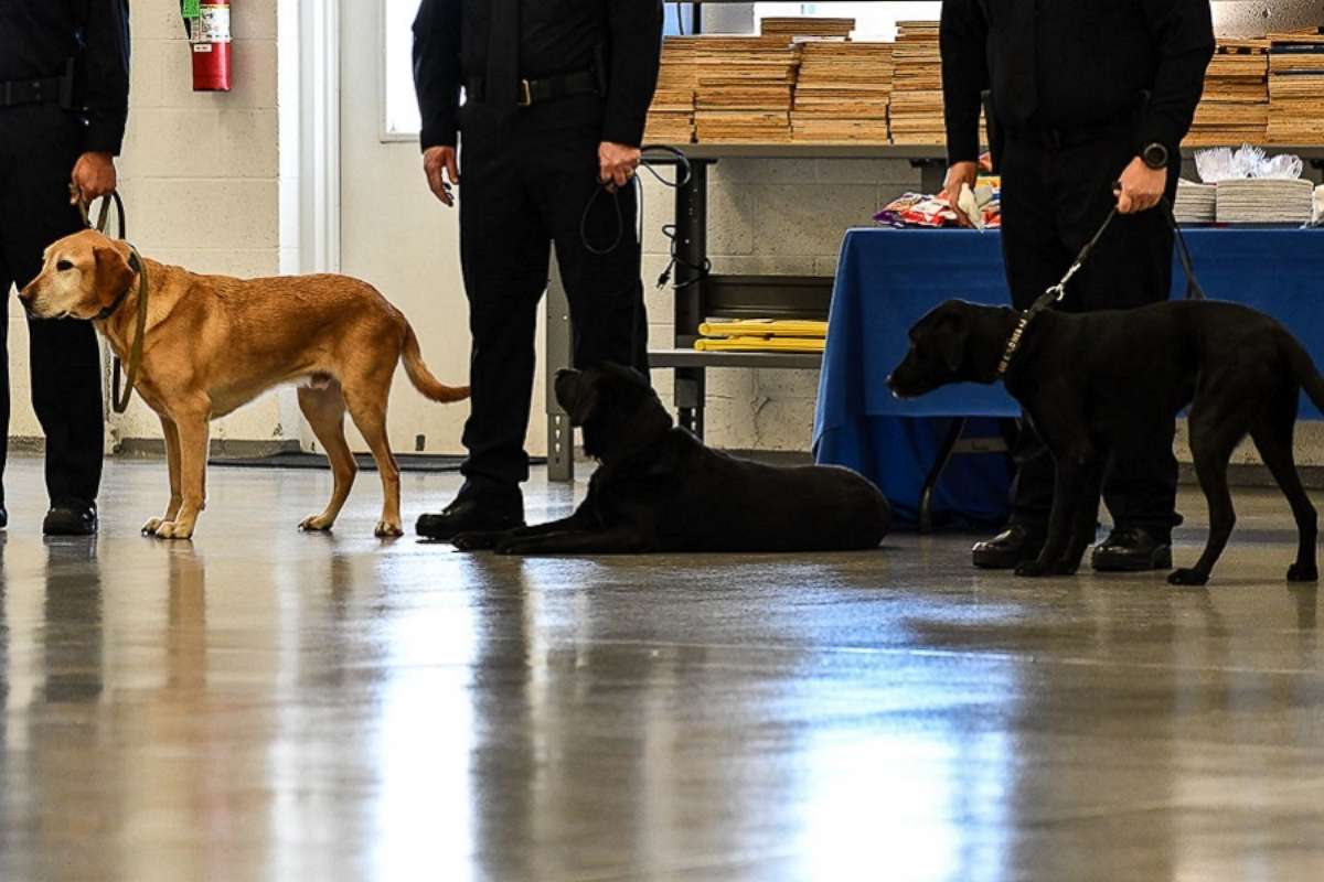 PHOTO: CIA K-9s Osmond, Lucy, and Gears wait for the retirement portion of the ceremony, Dec. 8, 2017.