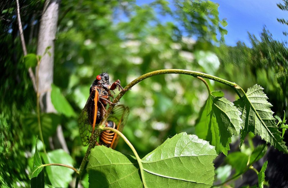 PHOTO: Brood X also known as the Great Eastern Brood Cicada seen in Pennsylvania, June 5, 2021. 
