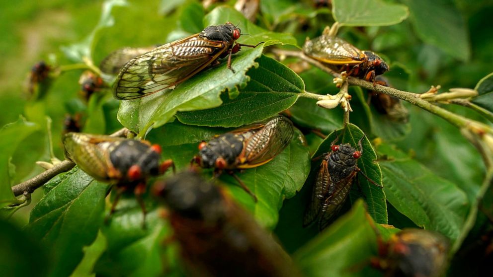 PHOTO: Adult cicadas cover a plant, May 17, 2021, at Woodend Sanctuary and Mansion, in Chevy Chase, Md. 