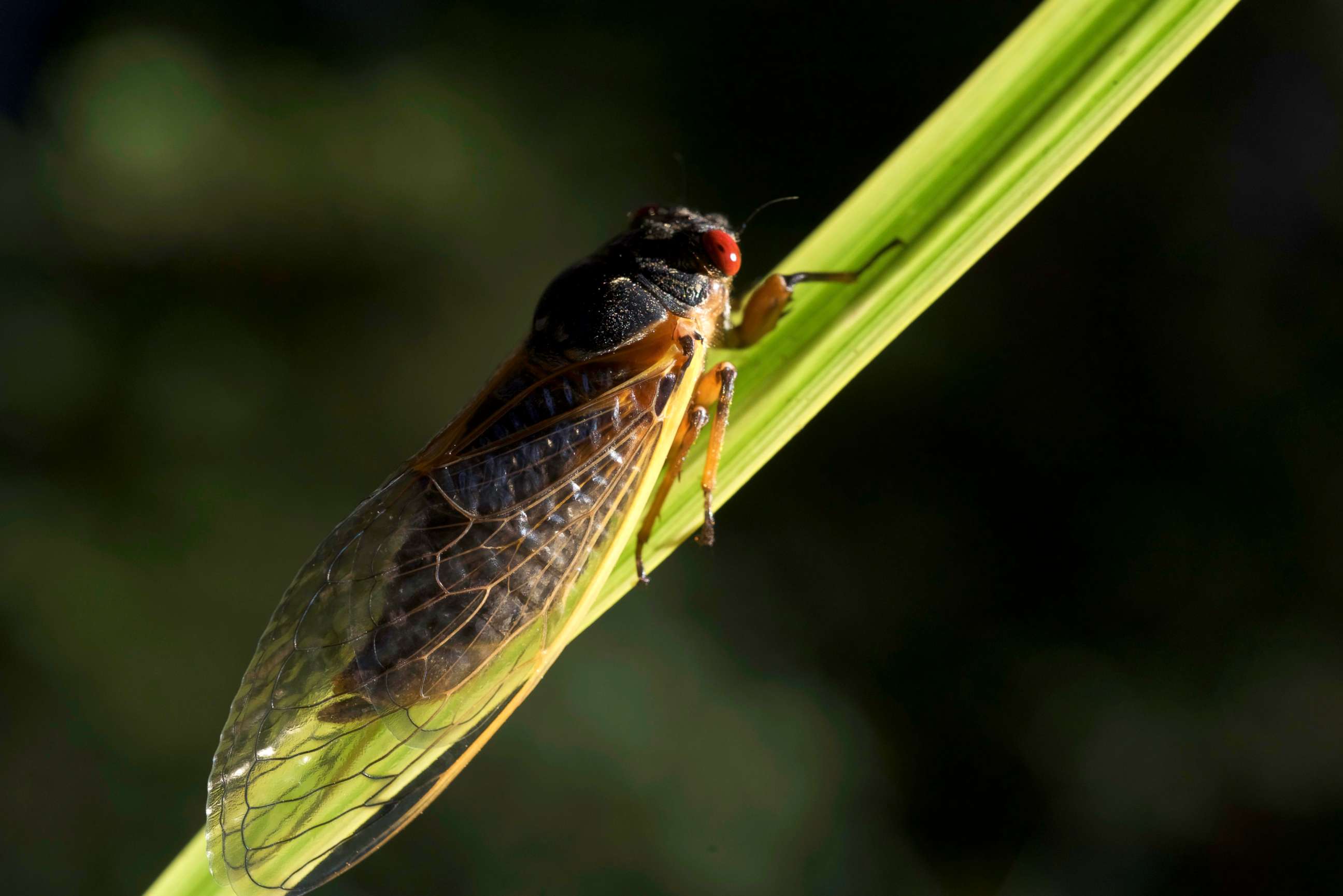 PHOTO: A cicada is seen on a branch in Virginia in this stock photo.