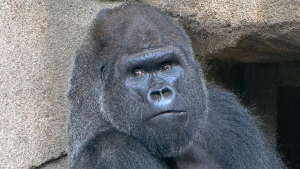 Cincinnati Zoo welcomes new gorilla one year after the death of Harambe ...