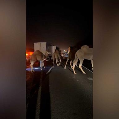 Five zebras, four camels and a miniature horse were saved in the incident.