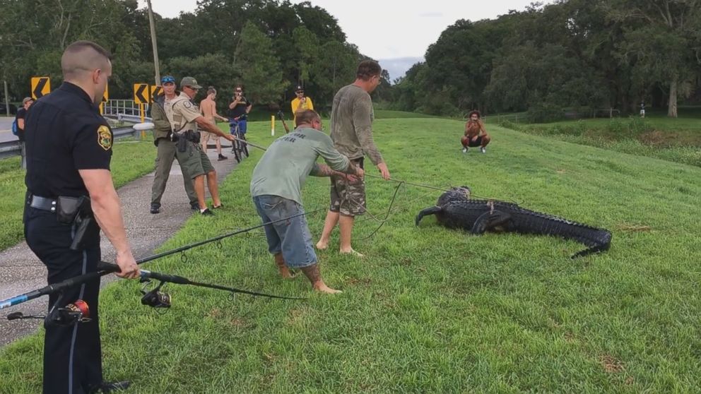 PHOTO: A 35 year-old man was bitten by 11-foot alligator while retrieving disc golf from a pond at Clearwater park, Fla.