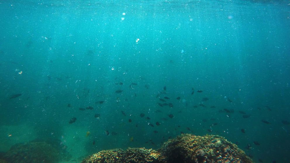 PHOTO: In this Oct. 26, 2015 file photo, fish swim over a patch of bleached coral in Hawaii's Kaneohe Bay off the island of Oahu. Warmer water is repeatedly causing mass global bleaching events to Earth's fragile coral reefs.