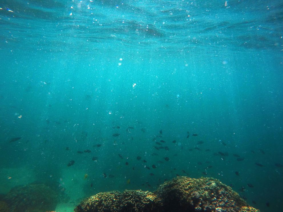 PHOTO: In this Oct. 26, 2015 file photo, fish swim over a patch of bleached coral in Hawaii's Kaneohe Bay off the island of Oahu. Warmer water is repeatedly causing mass global bleaching events to Earth's fragile coral reefs.