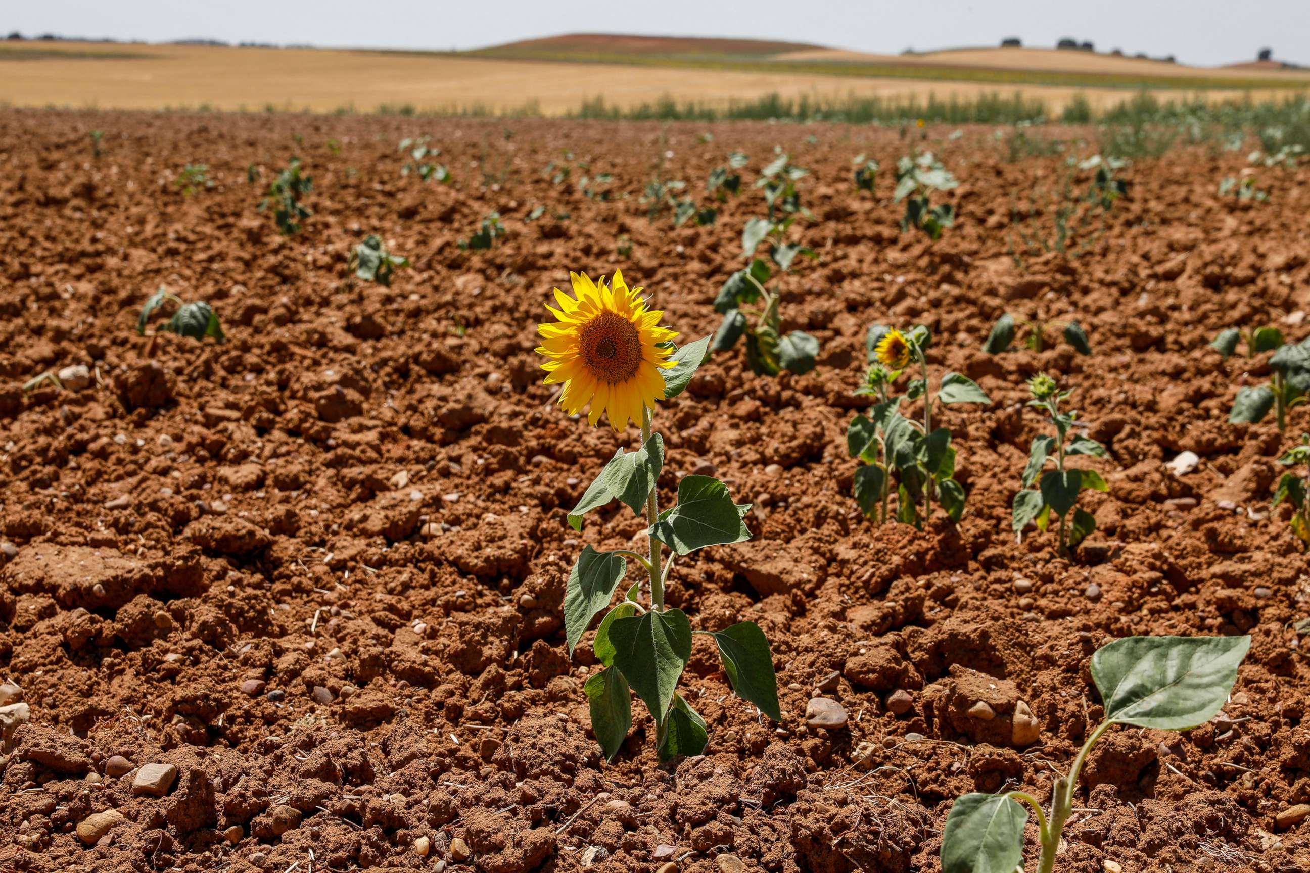 PHOTO: A sunflower grows in a field during drought, July 31, 2022.
