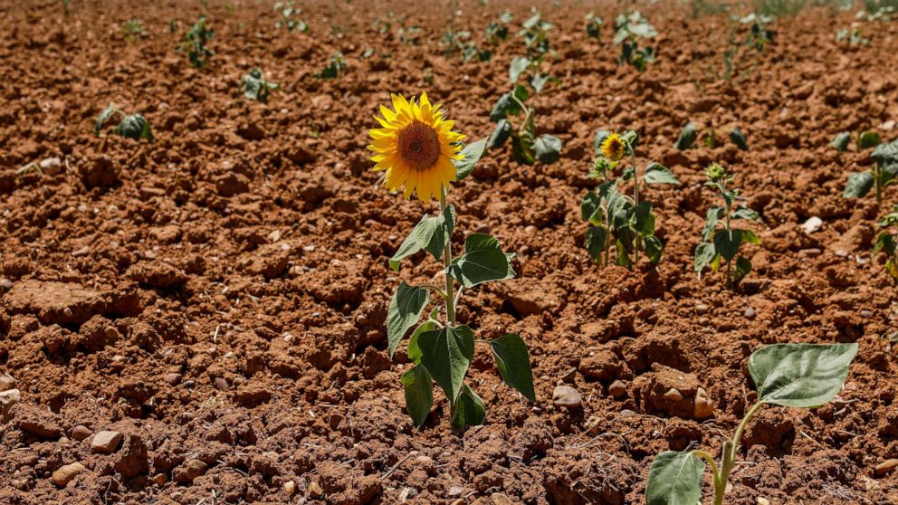 PHOTO: A sunflower grows in a field during drought, July 31, 2022.