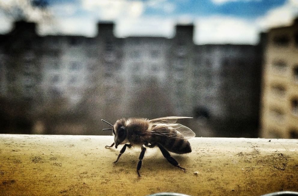 PHOTO: A closeup of a bee on a ledge is pictured in this undated stock photo.