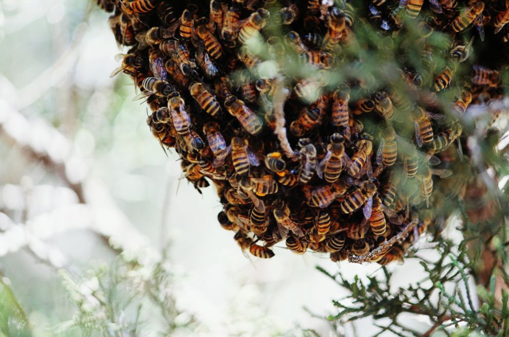 PHOTO: A beehive is pictured in this undated stock photo.