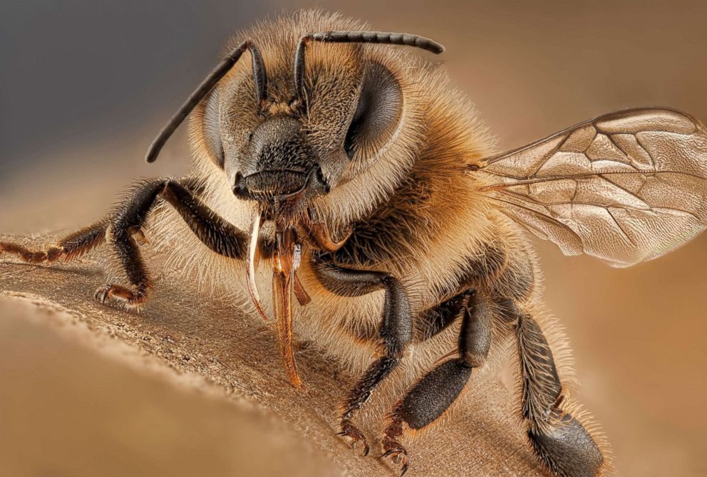 PHOTO: A honey bee is pictured in this undated stock photo.