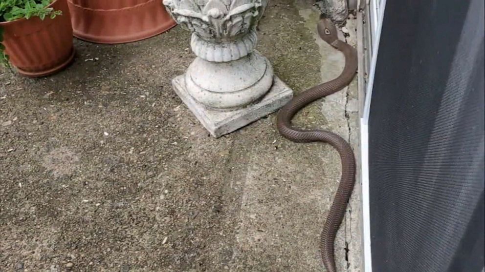 PHOTO: The cobra may have escaped a neighboring building where animal control officers removed 20 venomous snakes in March, including 12 cobras.