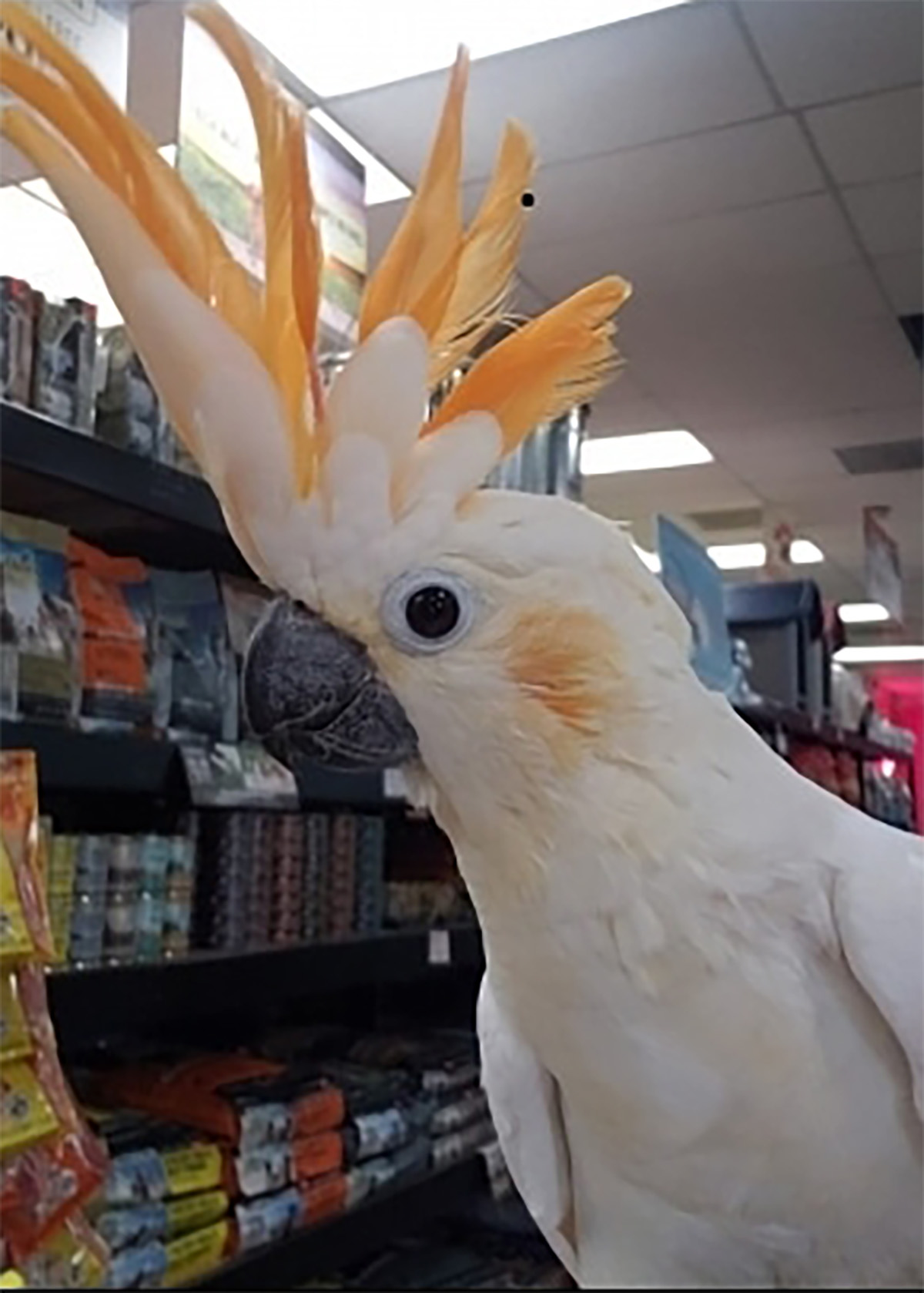 PHOTO: Cleo the cockatoo is seen in this undated handout photo. This image released by the Palmdale Sheriff's Station shows two exotic cockatoos, named Cleo and Yoda, that were stolen from High Country Feed & Pets in Palmdale, Calif., Jan. 25, 2020.