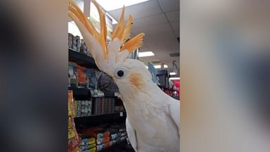 exotic birds pet store