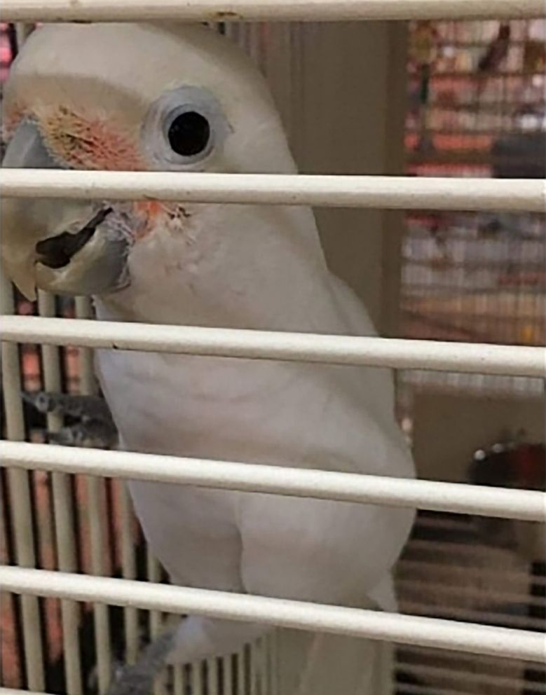 PHOTO: Yoda the cockatoo is seen in this undated handout photo. This image released by the Palmdale Sheriff's Station shows two exotic cockatoos, named Cleo and Yoda, that were stolen from High Country Feed & Pets in Palmdale, Calif., Jan. 25, 2020.