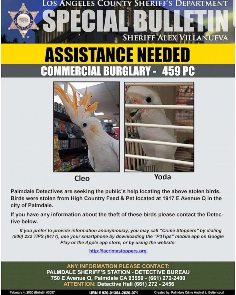 PHOTO: This image released by the Palmdale Sheriff's Station shows two exotic cockatoos, named Cleo and Yoda, that were stolen from High Country Feed & Pets in Palmdale, Calif., after the store closed on Jan. 25, 2020.