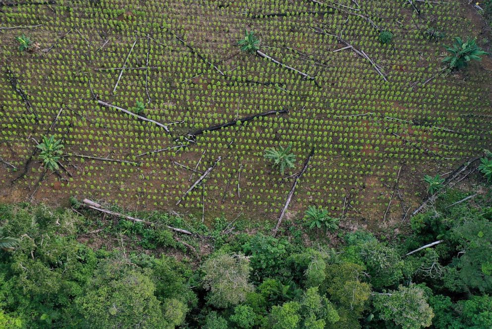 PHOTO: Aerial view of a coca field amid remains of deforested trees in Guaviare department, Colombia, Nov. 4, 2021.