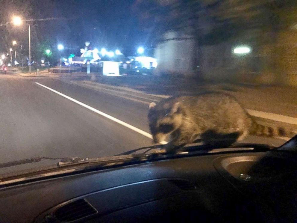 PHOTO: A raccoon in Colorado Springs went for a ride-along with police after jumping on the windshield of a patrol car, Sept. 21, 2017.