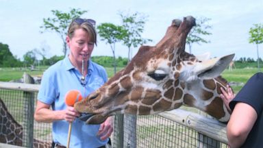 Secrets Of The Zoo Explores Bonds Behind The Scenes Wildlife Conservation Efforts Abc News