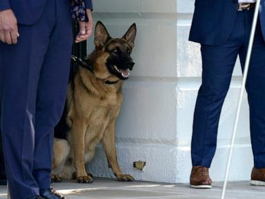 Biden's dog bit agent while president was walking him, records show