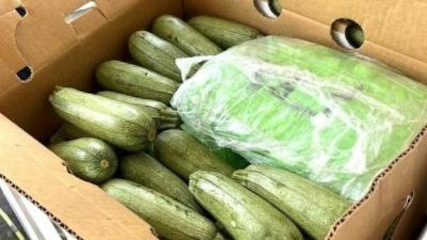 1,400 packages of meth weighing almost 6 tons, worth $18M found in squash shipment - Vimarsana News